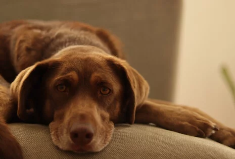 Jak dobrać smakołyki dla psa z alergiami pokarmowymi?