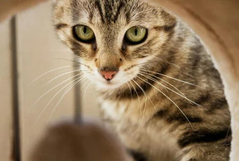 Jak budować więź z kotem przez wspólne zabawy?