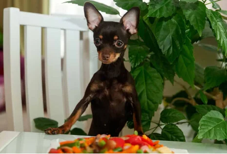 Czy pies może jeść owoce i warzywa?