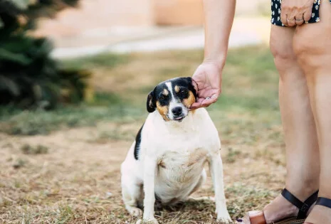 Jak karmić psa z nadwagą?