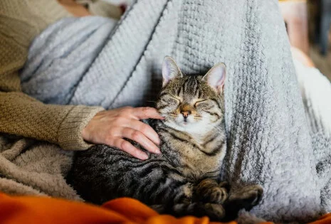 Jak dbać o sierść u kota?