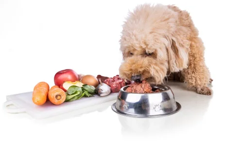 Czy pies może jeść mięso z kaczki?