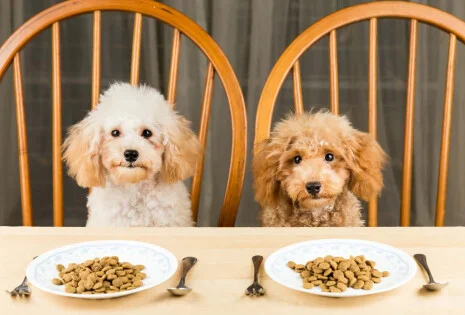 Składniki odżywcze niezbędne dla prawidłowego wzrostu i rozwoju psa