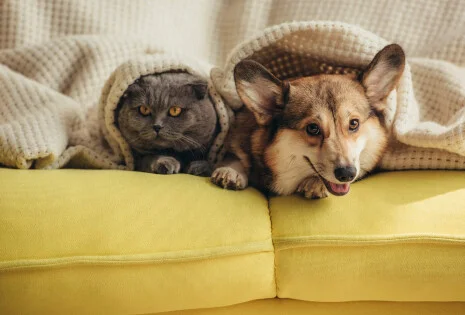 Czy jesienno-zimowa słota jest dobra dla psa i kota? Przeziębienie u zwierząt – rozpoznaj je i zwalcz!