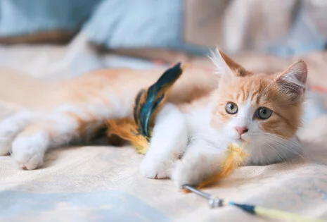 Jak nauczyć swojego kota sztuczek dzięki zdrowym przysmakom?