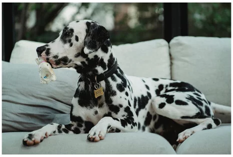 Jak przekąski wpływają na higienę jamy ustnej psa i czy naprawdę pomagają zadbać o zęby?
